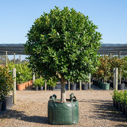 Emerald Fig - Ficus 'Emerald'