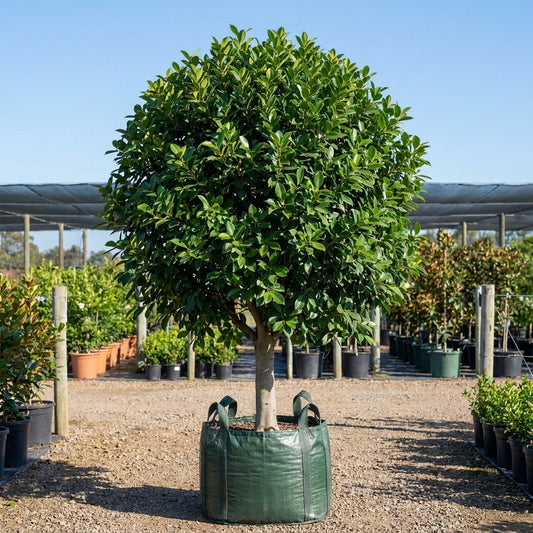 Emerald Fig - Ficus 'Emerald'