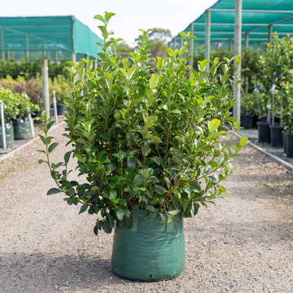 Emerald Lustre Viburnum - Viburnum odoratissimum 'Emerald Lustre'