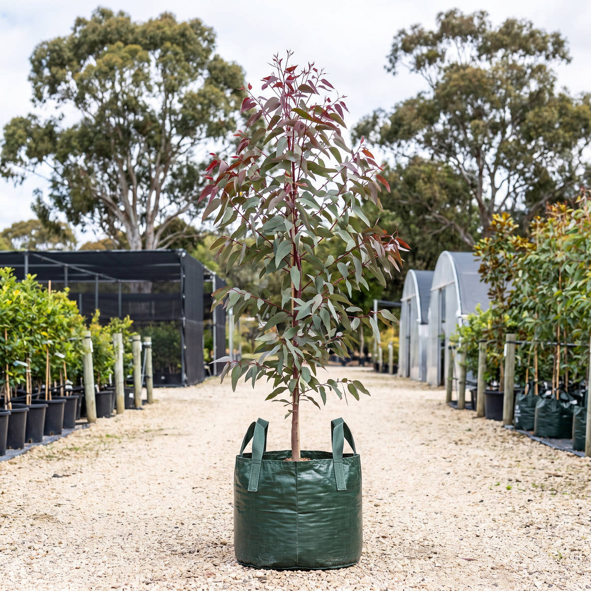 Yellow Bloodwood - Corymbia eximia