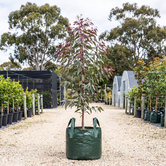 Yellow Bloodwood - Corymbia eximia