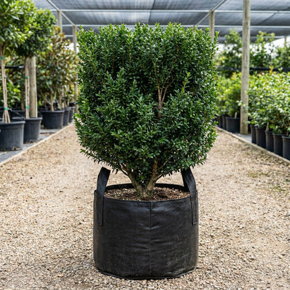 English Box - Buxus sempervirens
