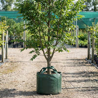 English Elm - Ulmus procera