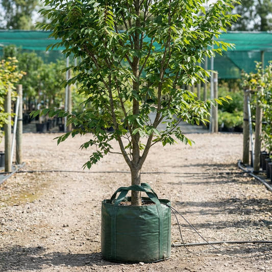 English Elm - Ulmus procera