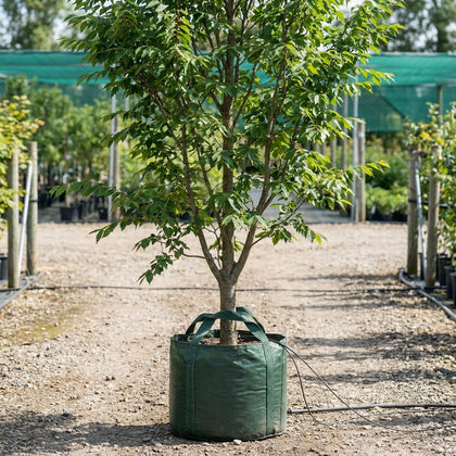 English Elm - Ulmus procera