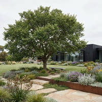 English Elm - Ulmus procera