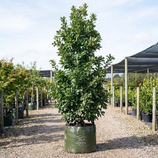 English Oak - Quercus robur