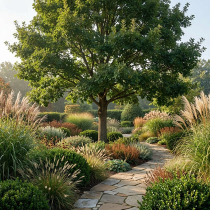 English Oak - Quercus robur