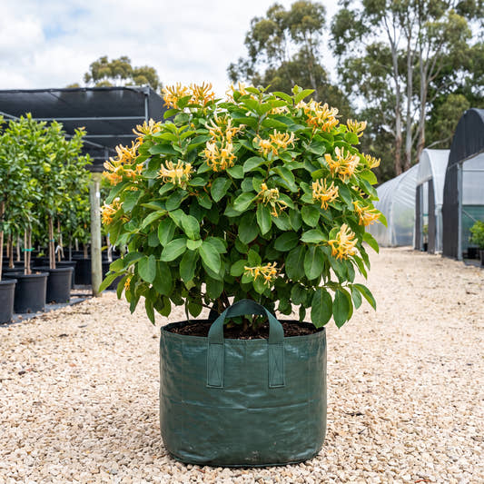 Giant Burmese Honeysuckle (Tripod) - Lonicera hildebrandiana