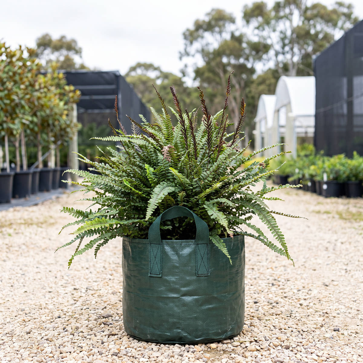 Lance Water Fern - Blechnum chambersii