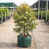 Eucalyptus olivacea ‘Summer Scentsation' - Eucalyptus olivacea