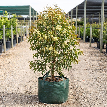 Eucalyptus olivacea ‘Summer Scentsation' - Eucalyptus olivacea