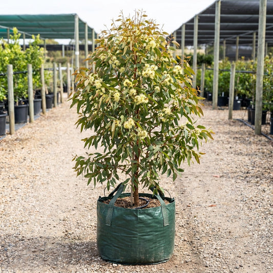 Eucalyptus olivacea ‘Summer Scentsation' - Eucalyptus olivacea