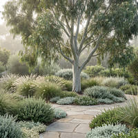 Eucalyptus olivacea ‘Summer Scentsation' - Eucalyptus olivacea