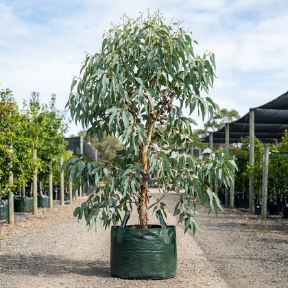 Euky Dwarf - Eucalyptus leucoxylon