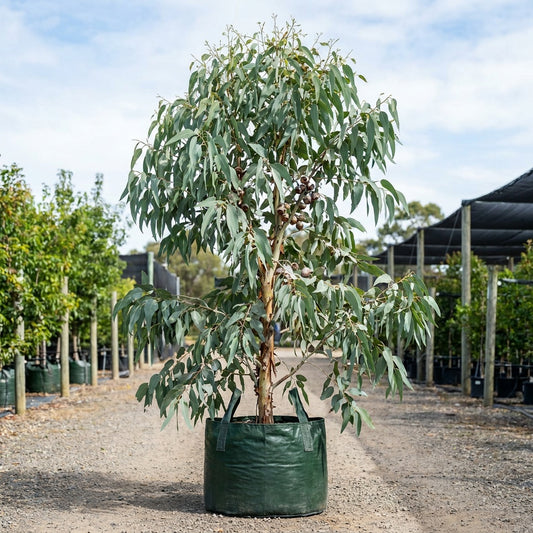 Euky Dwarf - Eucalyptus leucoxylon