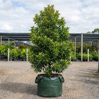 Eumundi Quandong Tree - Elaeocarpus eumundi