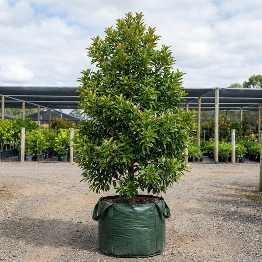 Eumundi Quandong Tree - Elaeocarpus eumundi