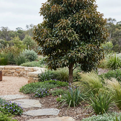 Eumundi Quandong Tree - Elaeocarpus eumundi