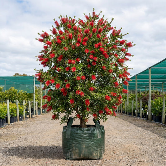 Eureka Bottlebrush - Callistemon 'Eureka'