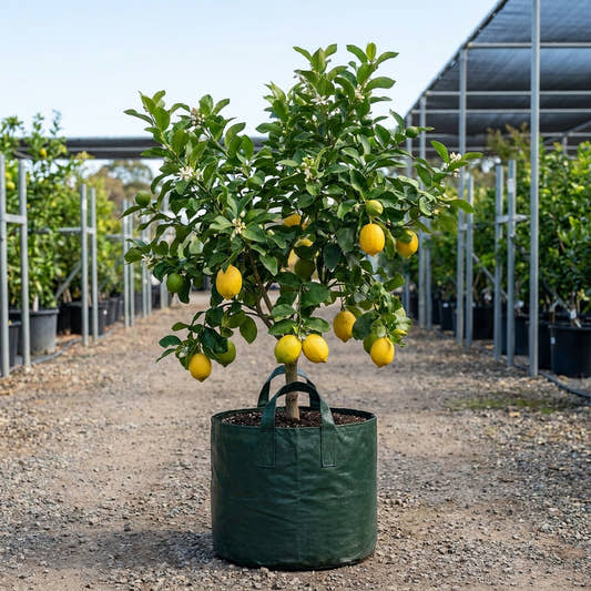 Eureka Lemon Tree - Citrus limon ‘Eureka’