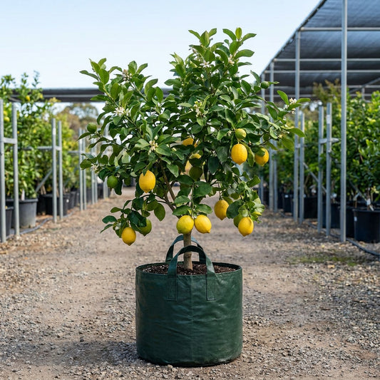 Eureka Lemon Tree - Citrus limon 'Eureka'