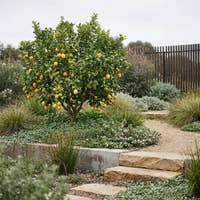 Eureka Lemon Tree - Citrus limon ‘Eureka’