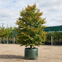European Beech - Fagus sylvatica