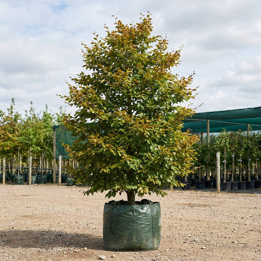 European Beech - Fagus sylvatica