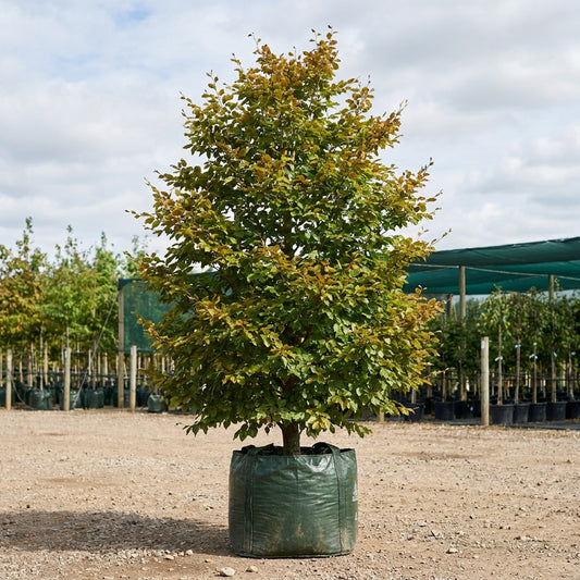 European Beech - Fagus sylvatica