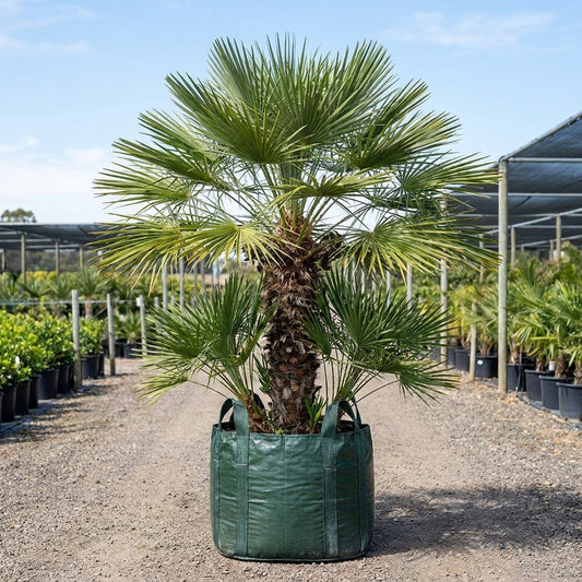 European Fan Palm - Chamaerops humilis