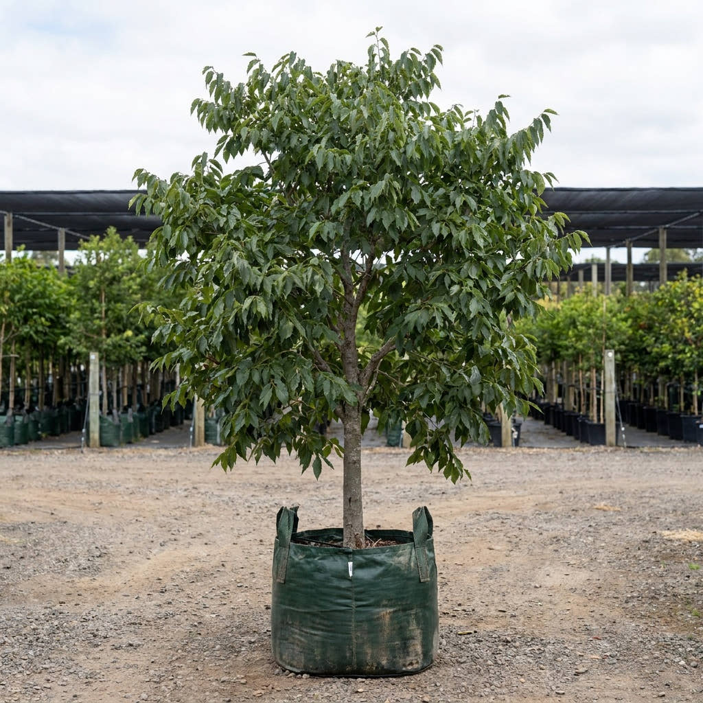 European Nettle Tree - Celtis australis