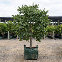 European Nettle Tree - Celtis australis