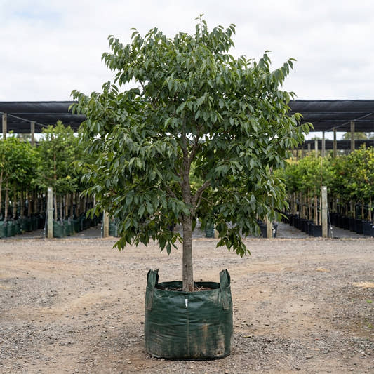 European Nettle Tree - Celtis australis