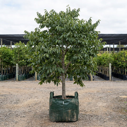 European Nettle Tree - Celtis australis