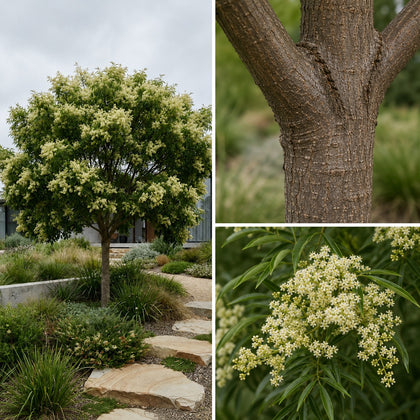 Evergreen Ash - Fraxinus griffithii