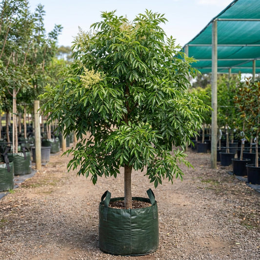 Evergreen Ash - Fraxinus griffithii