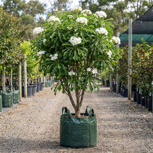 Evergreen Frangipani - Plumeria pudica