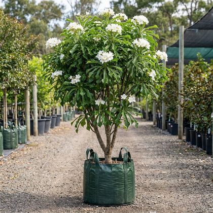 Evergreen Frangipani - Plumeria pudica