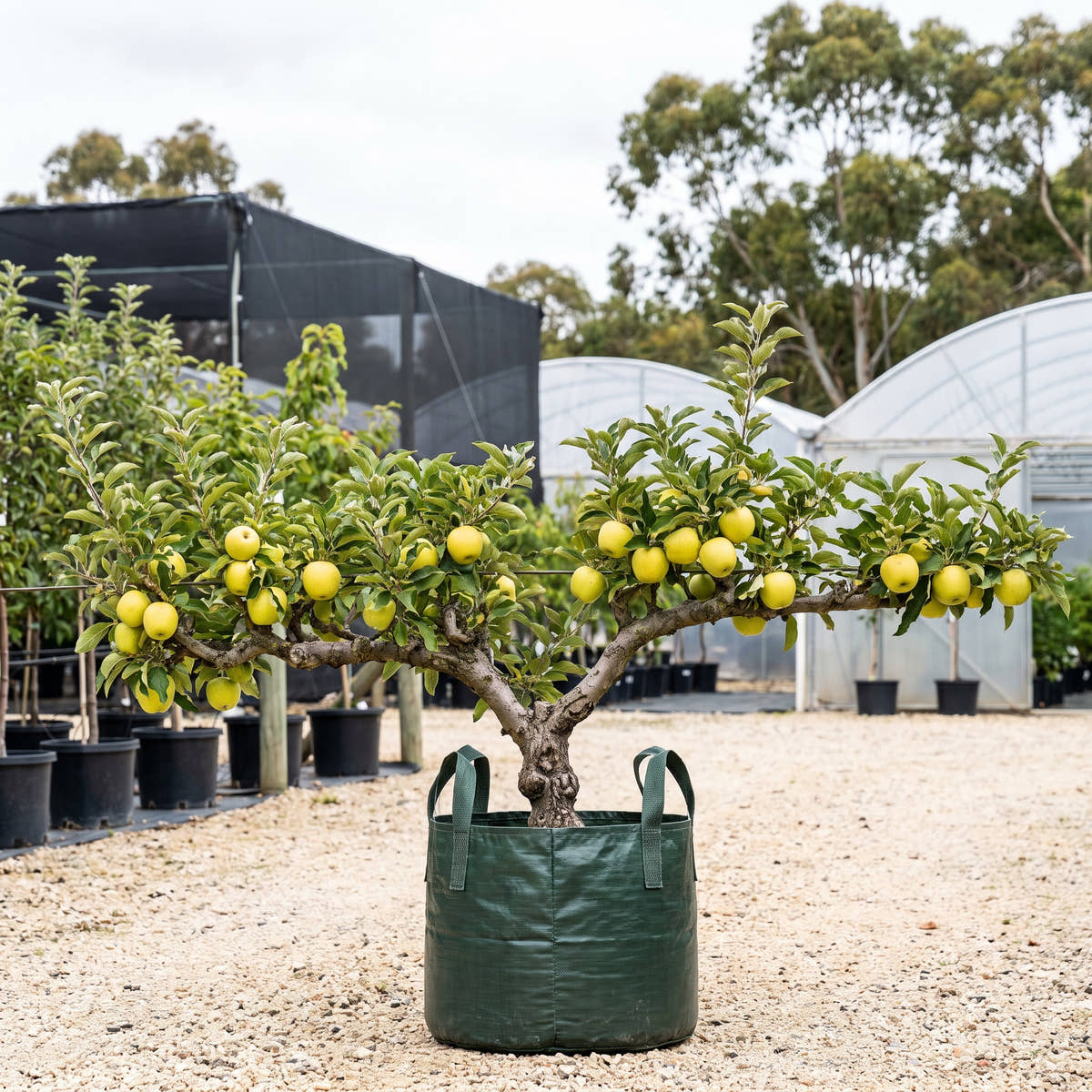 Golden Delicious Apple (Espalier) - Malus domestica ‘Golden Delicious’