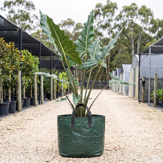 Sarian Elephant Ear - Alocasia zebrina ‘Sarian’