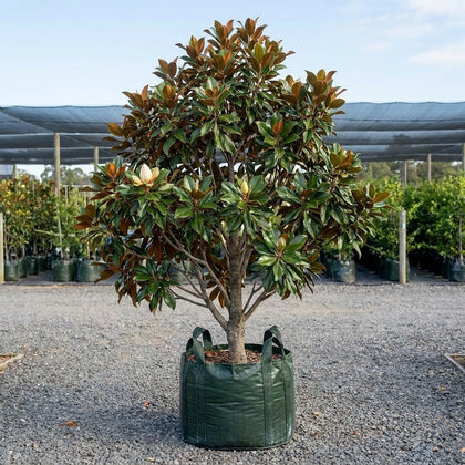 Exmouth Magnolia - Magnolia grandiflora 'Exmouth'