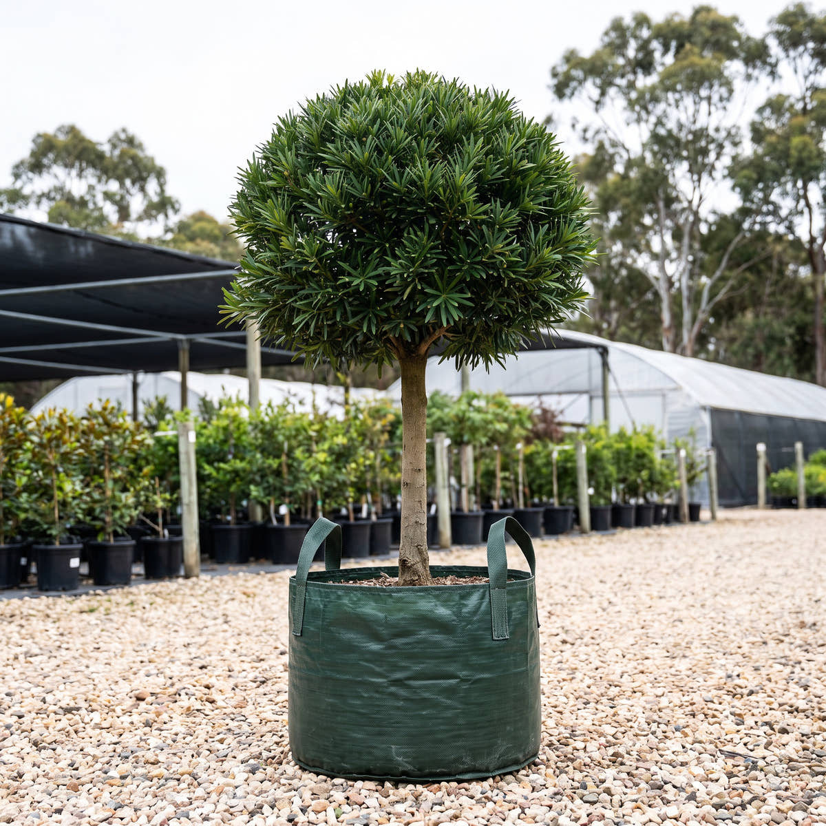 Buddhist Pine (Standard) - Podocarpus macrophyllus