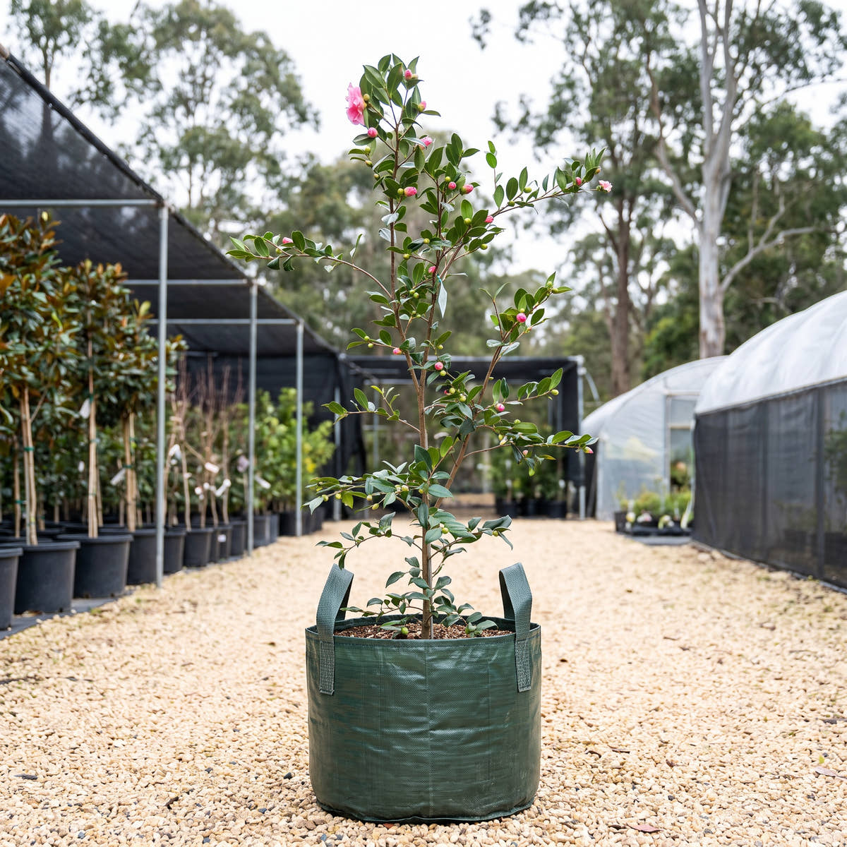 Egao Camellia - Camellia sasanqua ‘Egao’