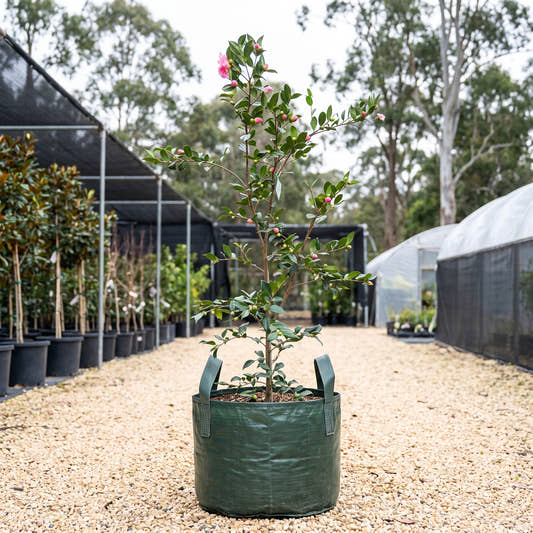 Egao Camellia - Camellia sasanqua ‘Egao’