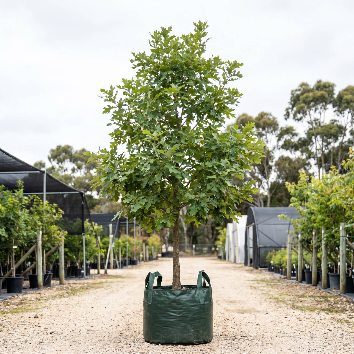 American Dream Swamp White Oak - Quercus bicolor ‘American Dream’