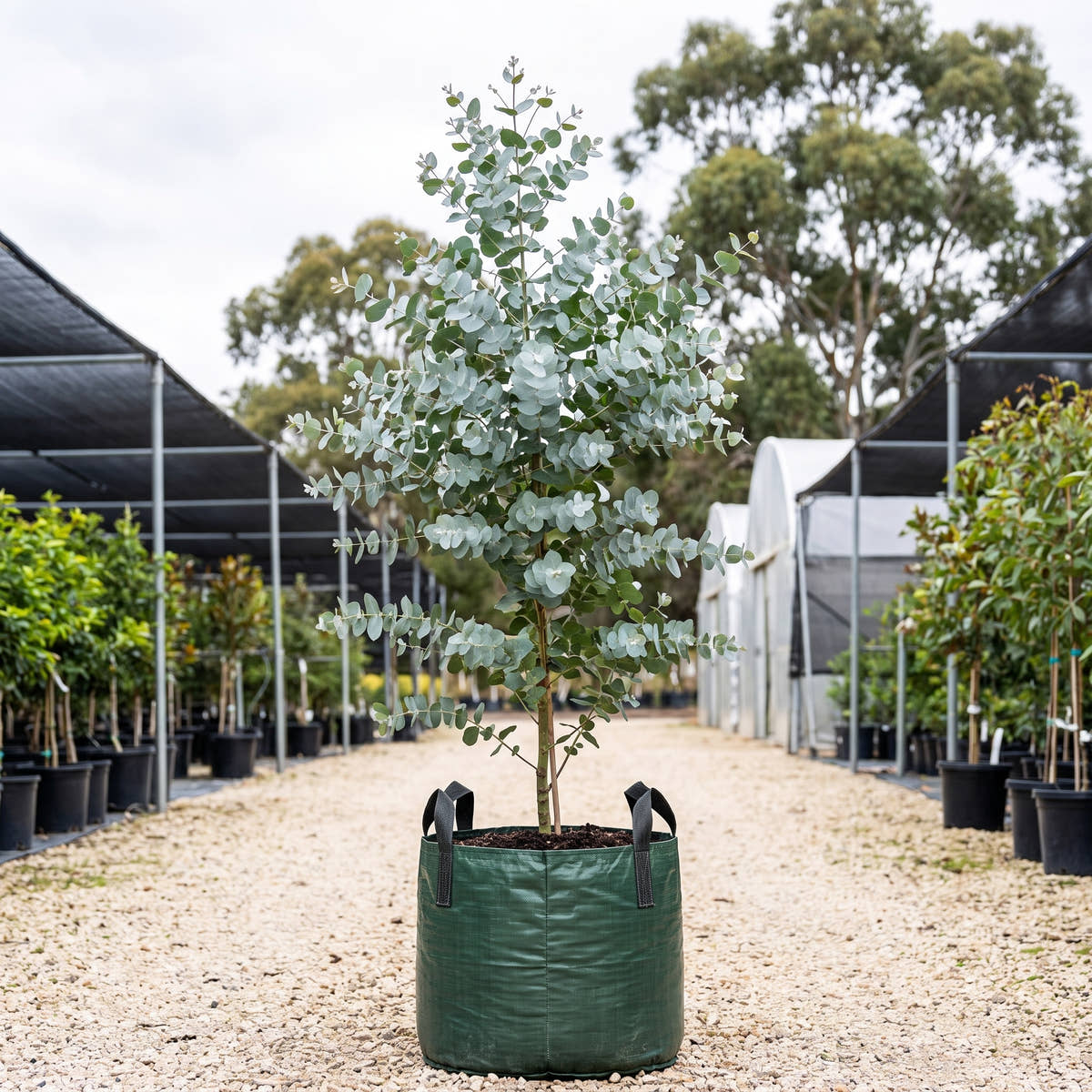 Silver Dollar Gum - Eucalyptus cinerea