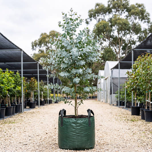 Silver Dollar Gum - Eucalyptus cinerea