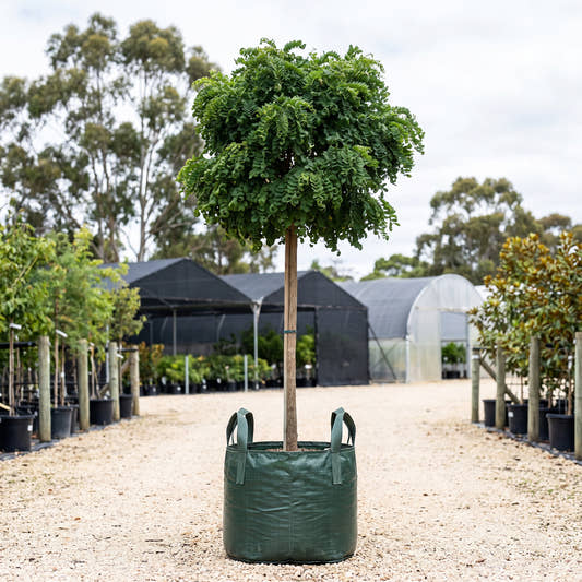 Lace Lady Robinia (Standard) - Robinia pseudoacacia ‘Lace Lady’
