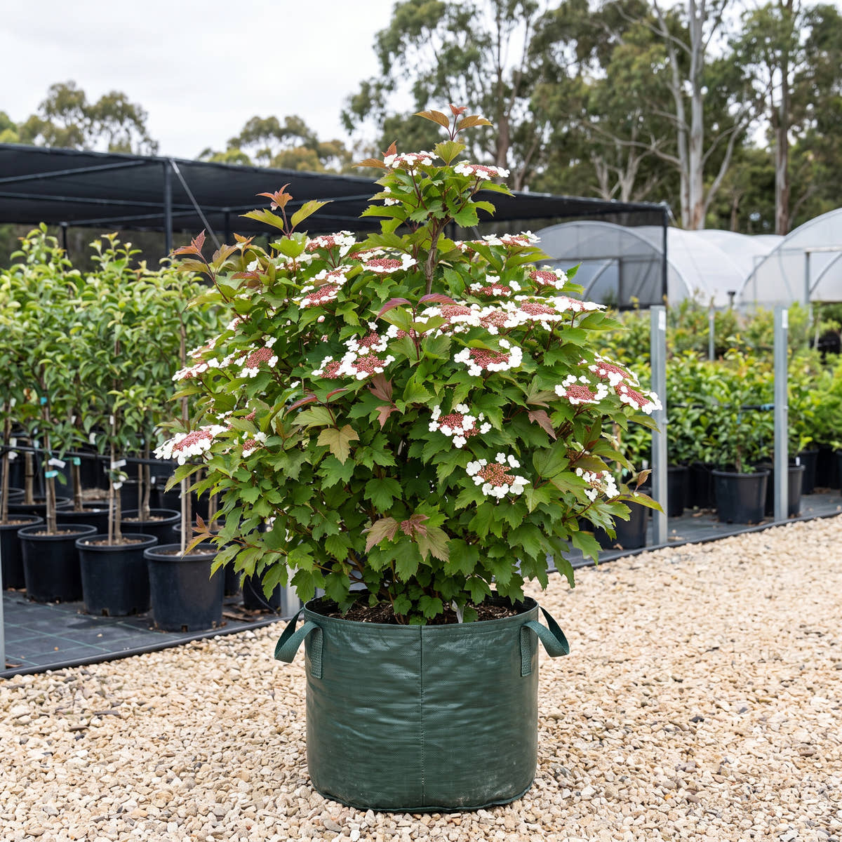 Onondaga Sargent Viburnum - Viburnum sargentii ‘Onondaga’